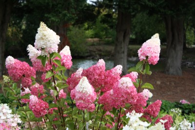 AJ Landscape Center Purple Robe Locust Image